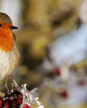 Rocking robin - a festive forest friend