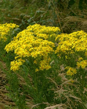 Site news - managing ragwort on our sites
