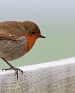 Getting through the colder months – how our wildlife survives winter