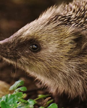 A guide to Hedgehogs: Britain's most loved wild creature