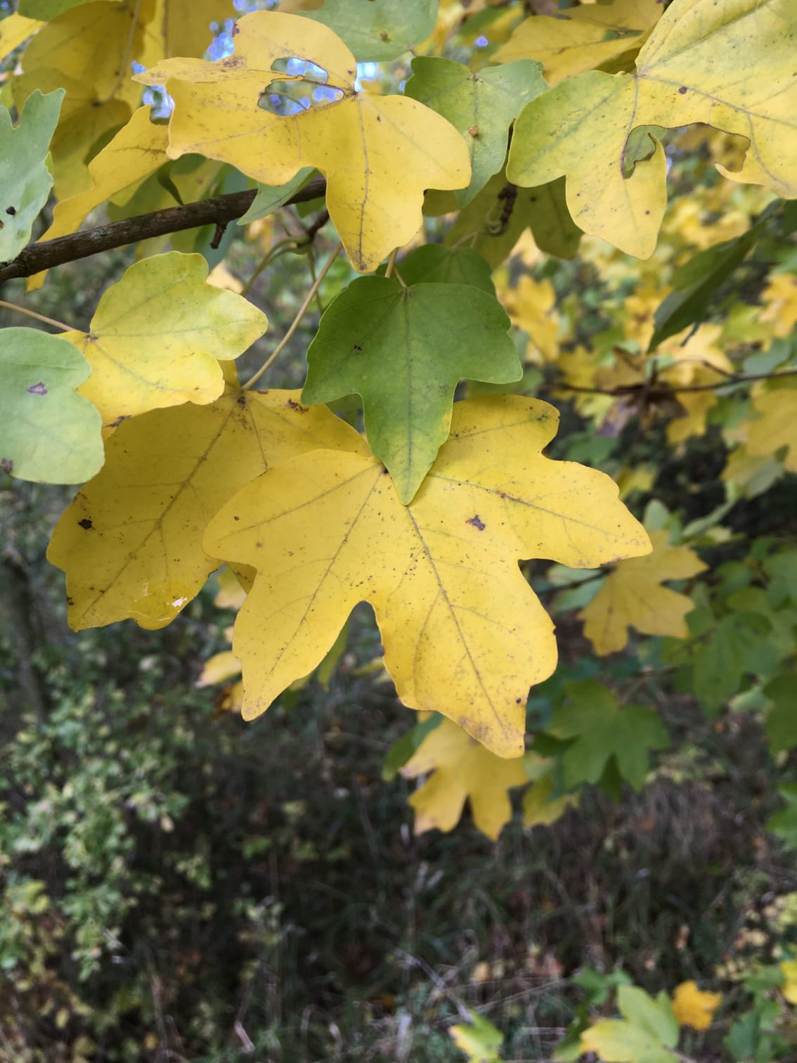 autumn field maple