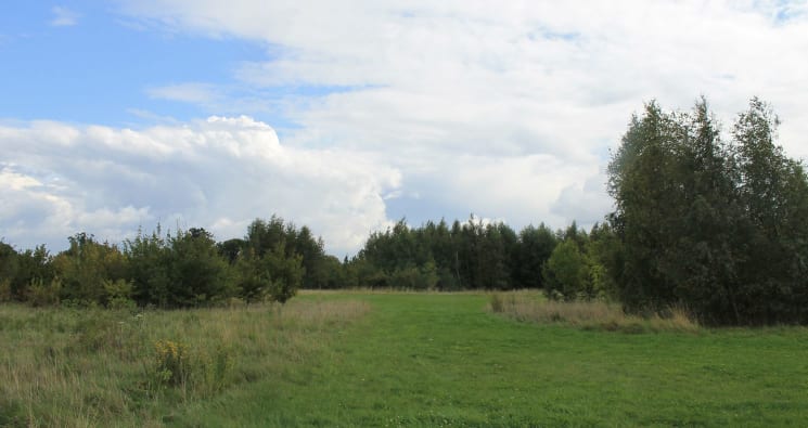 Open space and trees in Shocott Spring