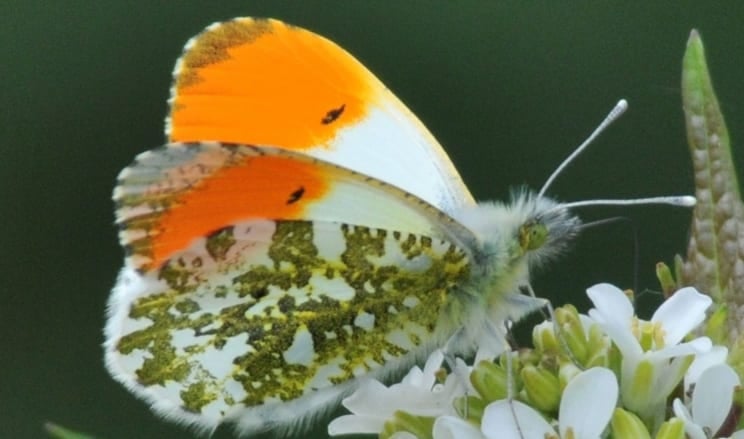 Orange tip butterfly - credit Don Morris