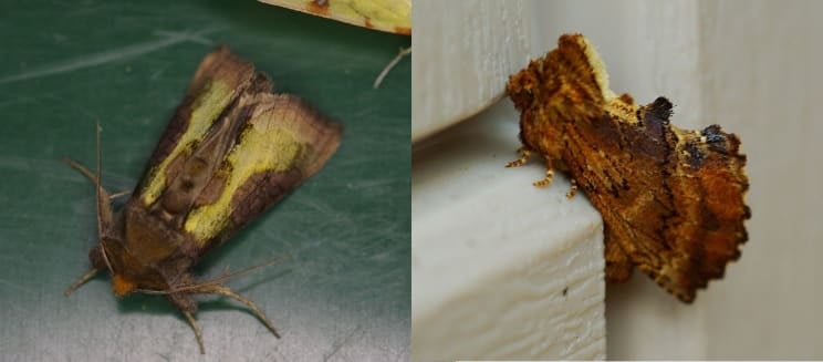 Burnished brass moth and coxcomb prominent (Credit to Martin Rogers)