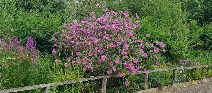 Large pink blossoming flower overhanging a wooden garden fence