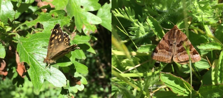 Burnet companion moth and speckled wood butterfly