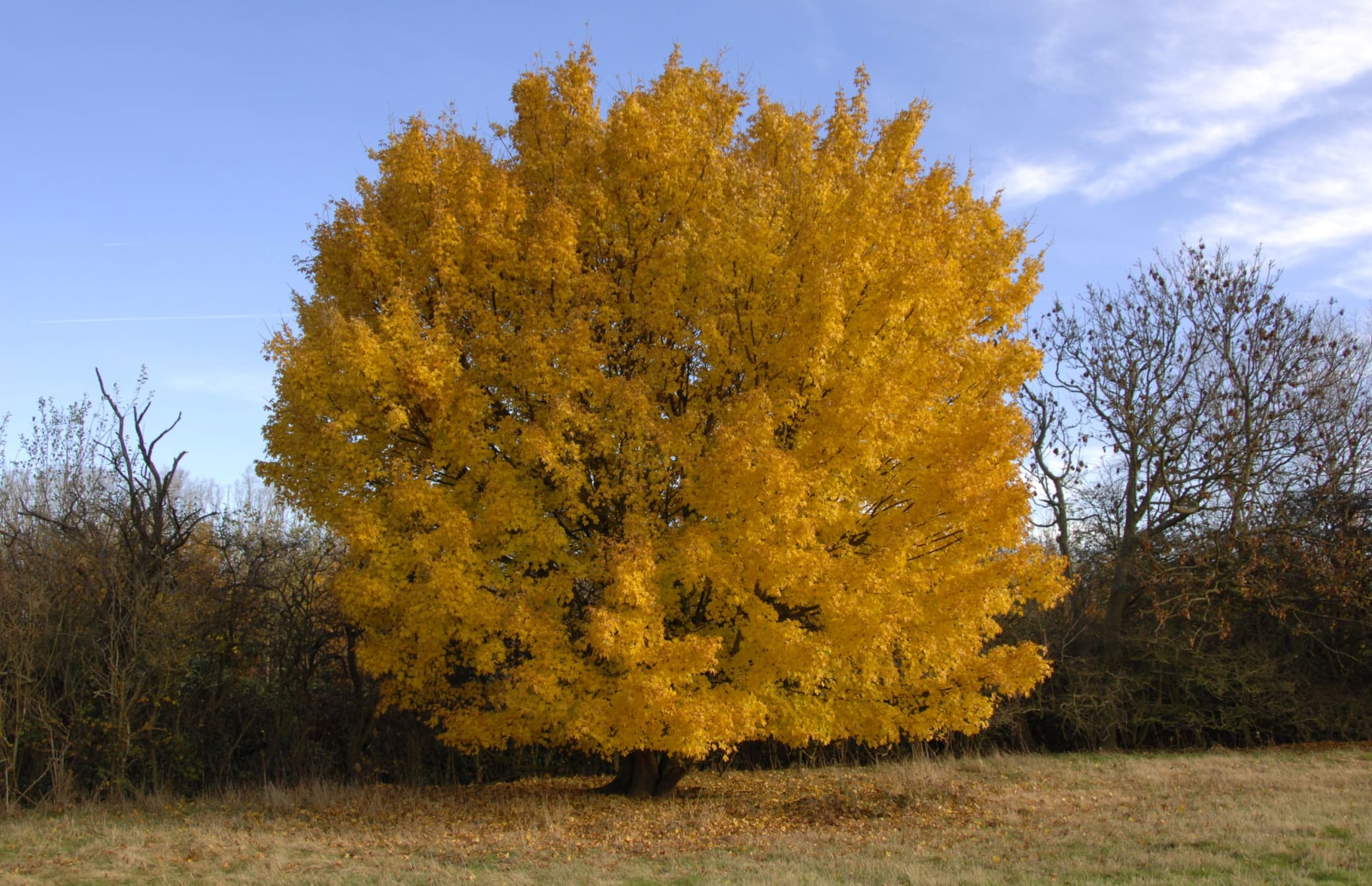 Field maple in autumn