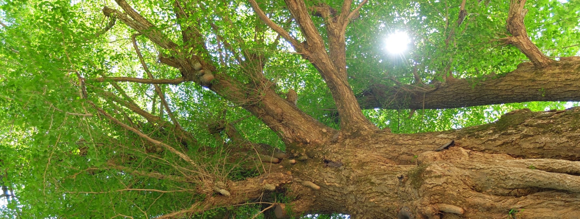 Photo of a Ginkgo biloba (Maidenhair tree)