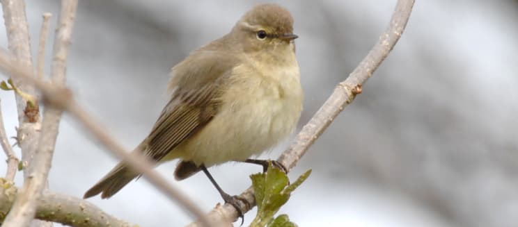 A chiff chaff sits on a branch in winter