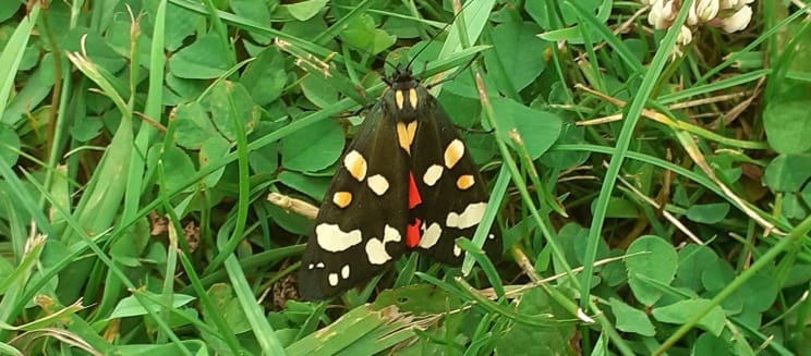 Scarlett tiger moth settled on a bed of grass