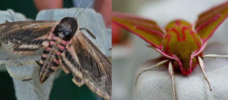 Privet hawk and elephant moth (Credit to Martin Rogers)