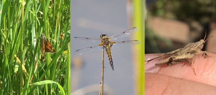 Large skipper, four spotted chaser (credit to Martin Rogers) and groundhopper