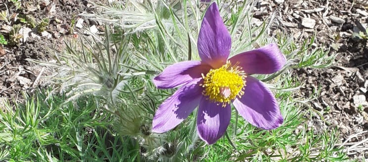 Picture of a pasque flower supplied by the Forest of Marston Vale Gardening Volunteers