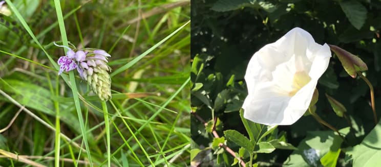 Common orchid (Credit to Fran Baylis) and hedge bindweed