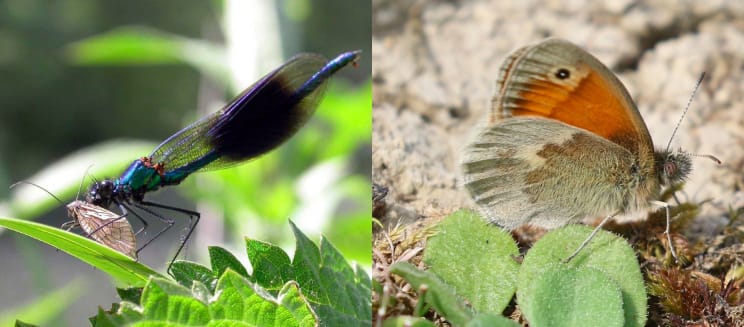 Banded damoiselle dragonfly and small heath butterfly