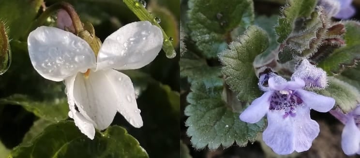 sweet violet and ground ivy