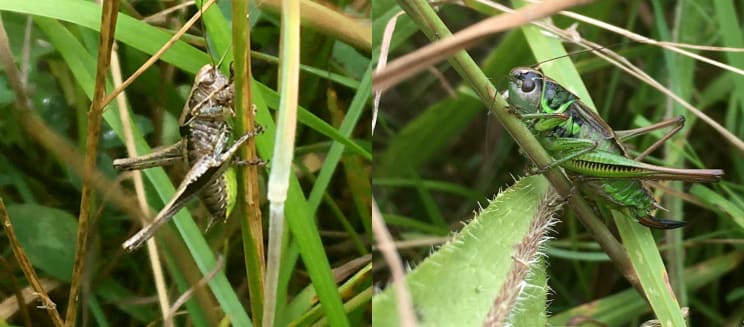 Bog bush cricket and roesel