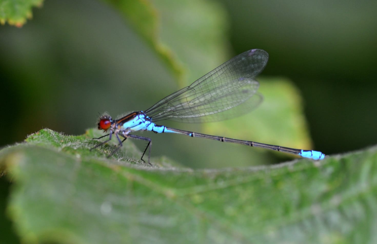 Small red-eyed Damselfly