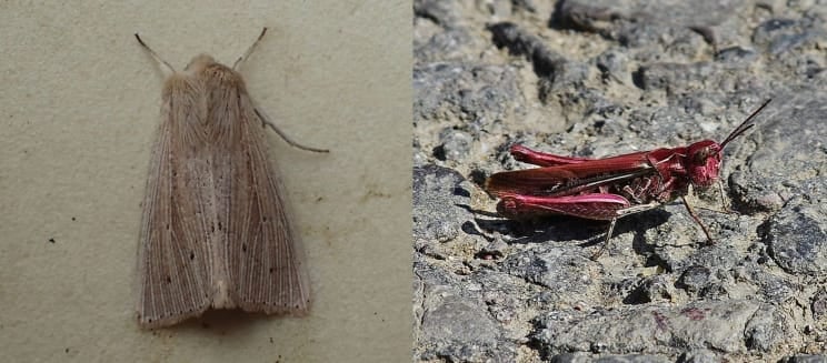 Southern wainscot (Credit to Adrian Day) and Pink field grasshopper (Credit to Martin Rogers) 