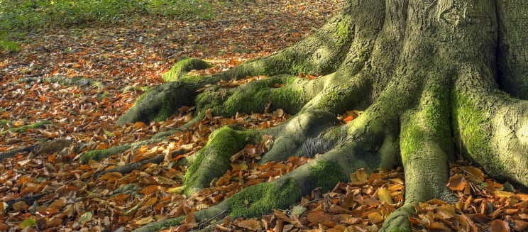Photo of a beech tree with roots exposed