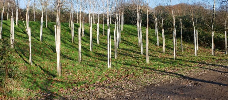 Photo of an area of silver birch planted along a track