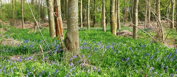 Bluebells in the wood