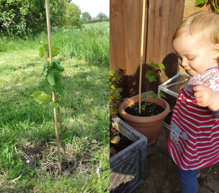 A sapling in the ground, and a little girl with a sapling in a pot