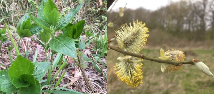 dogs mercury and catkins