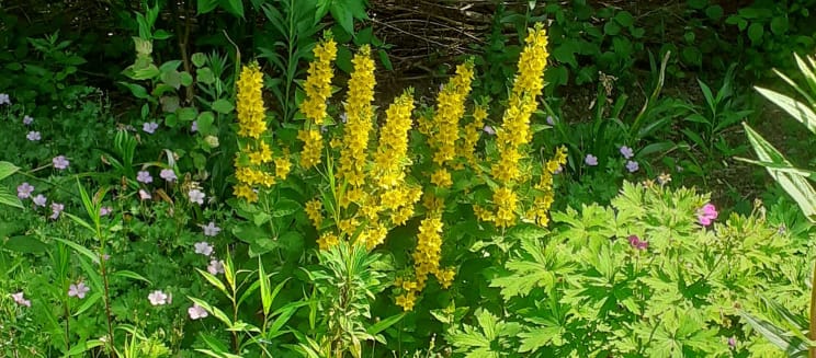 Tall yellow plant (loosestrife) in a garden border
