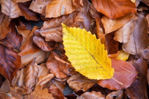 Hornbeam leaf in autumn