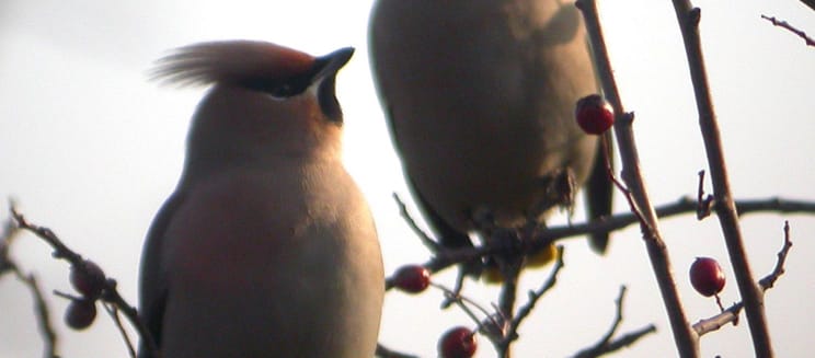 2 waxwing in a tree