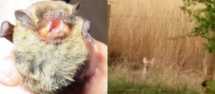 Photos of a bat in a hand and a chinese water deer from afar