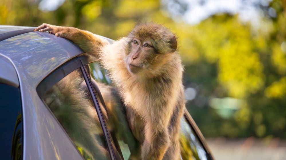 Woburn Safari Park barbary macaque on car