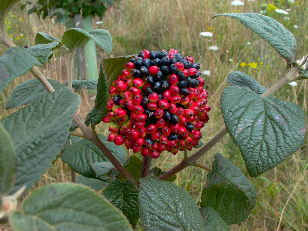 Berries of the wayfaring tree