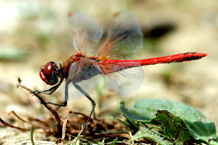 Red Veined Darter Dragonfly