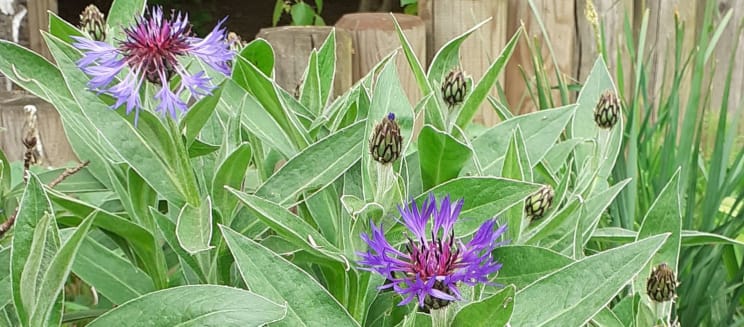 Picture of a Cornflower supplied by the Forest of Marston Vale Gardening Volunteers
