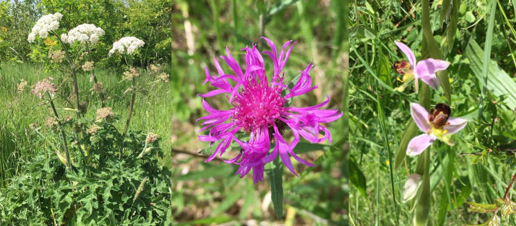 Common hogweed, common knapweed and bee orchid