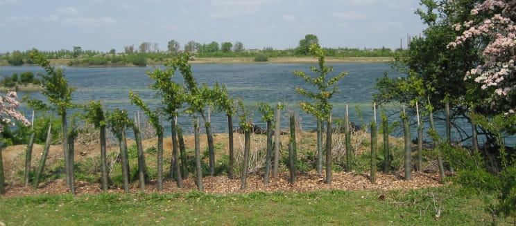 A row of saplings by water