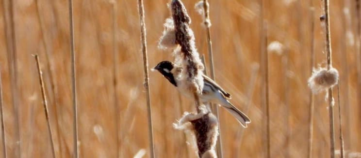 Reed bunting in reed bed