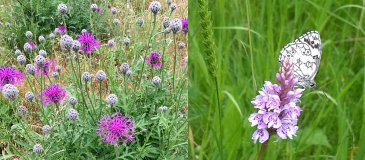 Greater knapweed and marbled white butterfly on orchid