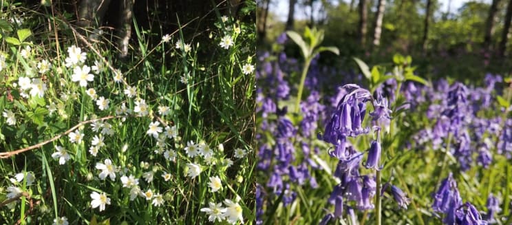 Greater stitchwort and bluebells