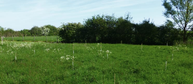 Photo of saplings in a field