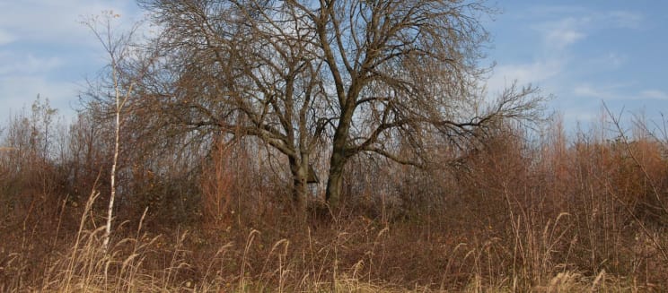 Ash tree in winter