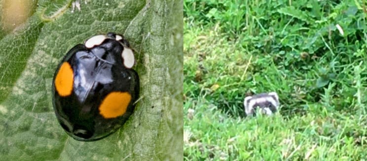 Ladybird (credit to Mark King) and polecat hybrid