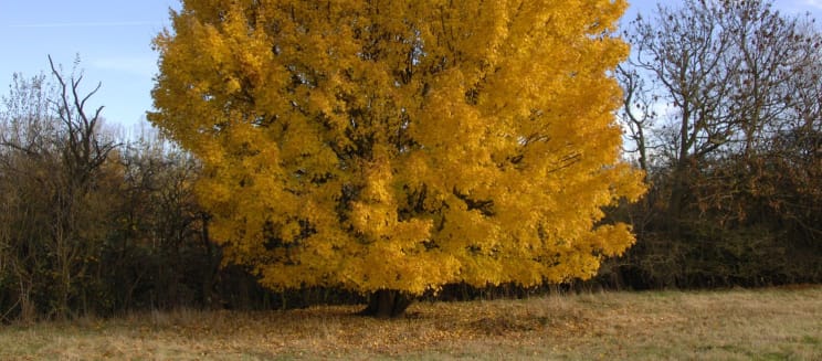 Field Maple in autumn