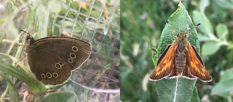 Ringlet butterfly and large skipper female