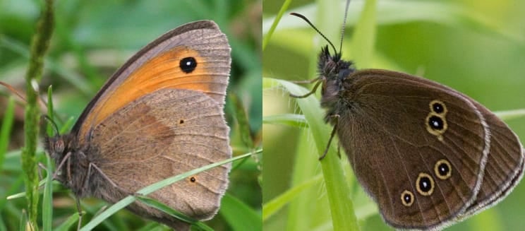 Ringlet and meadow brown (Credit to Mark King)