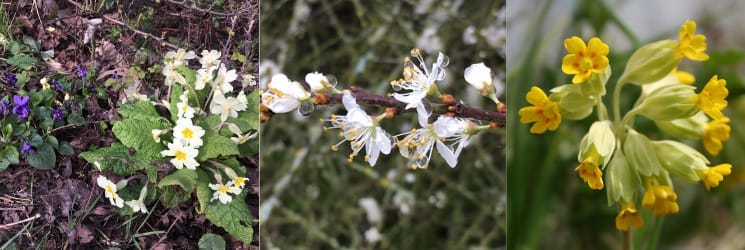 primrose, blackthorn flowers, and cowslip