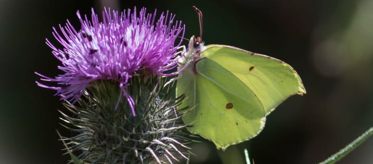Image of a brimstone butterfly on a flower