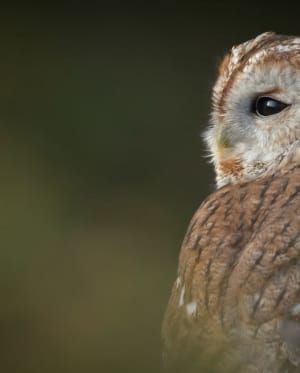 Tawny owls – everything you need to know!